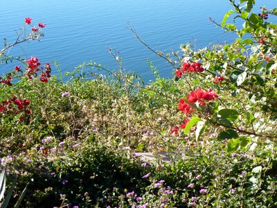 Nature pacific sea