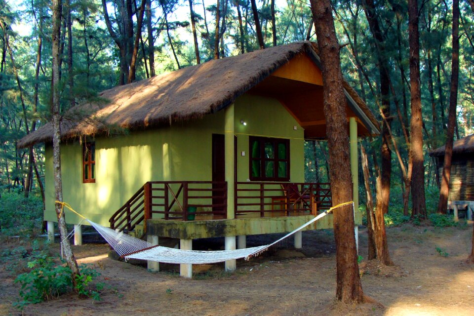 Slanted roof forest casuarina