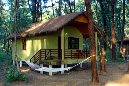 Slanted roof forest casuarina