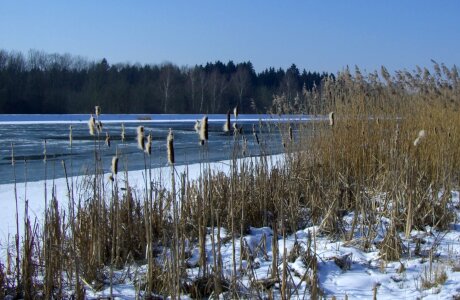 Ice cattail reed photo