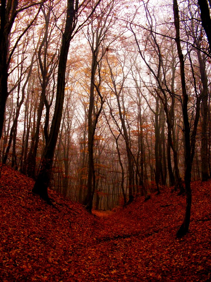 Wood nature autumn