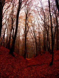 Wood nature autumn