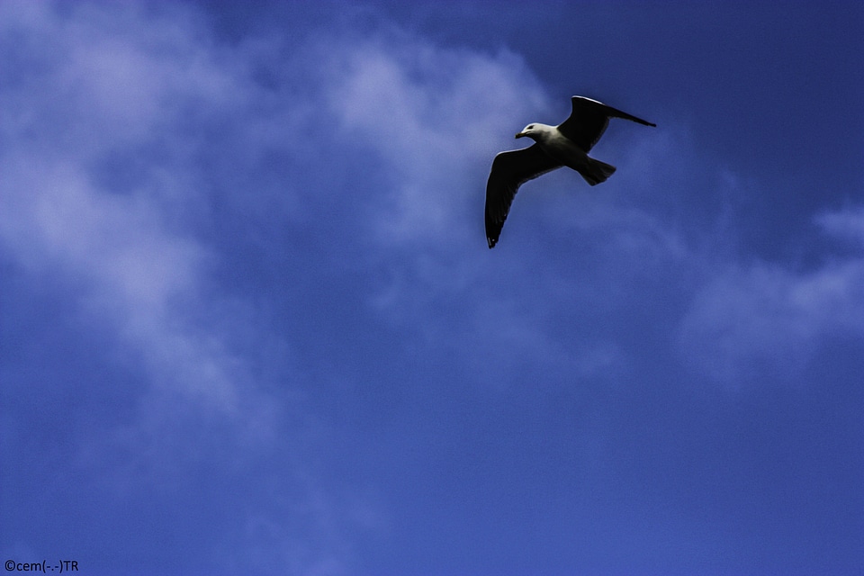 Head at the top of the seagull