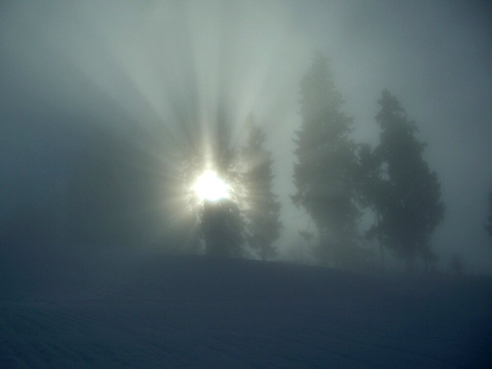 Trees sunbeam allgäu