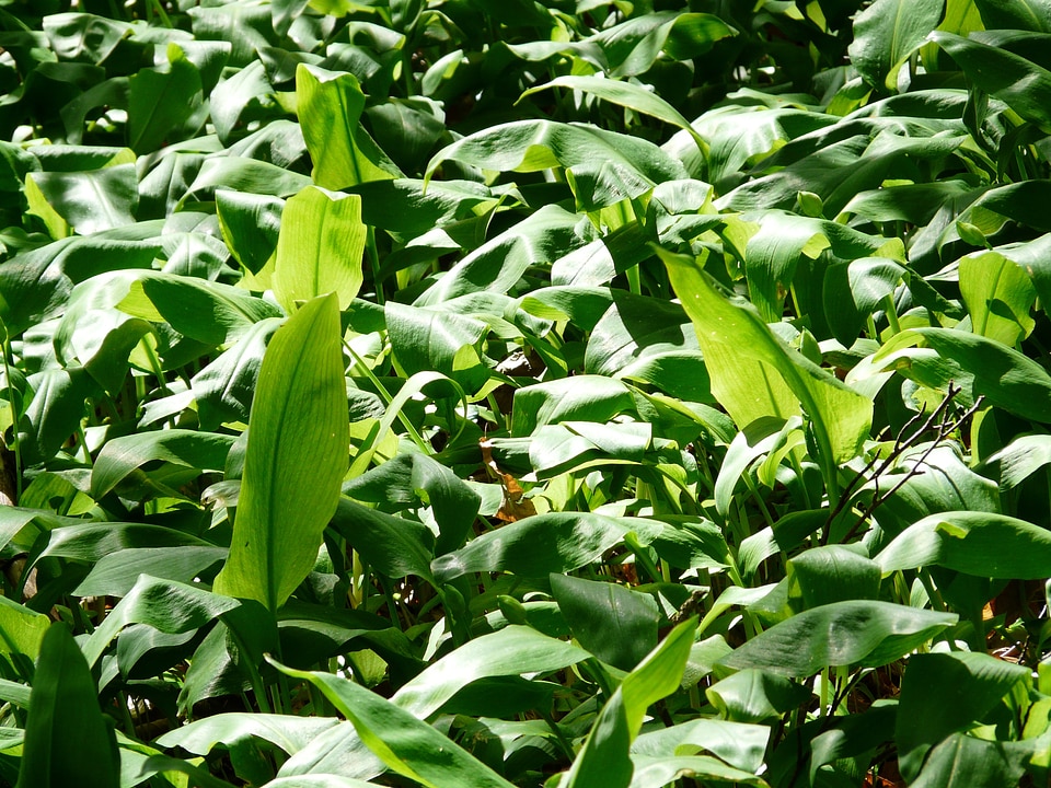 Plant allium ursinum allium