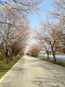 Cherry flowers spring gil