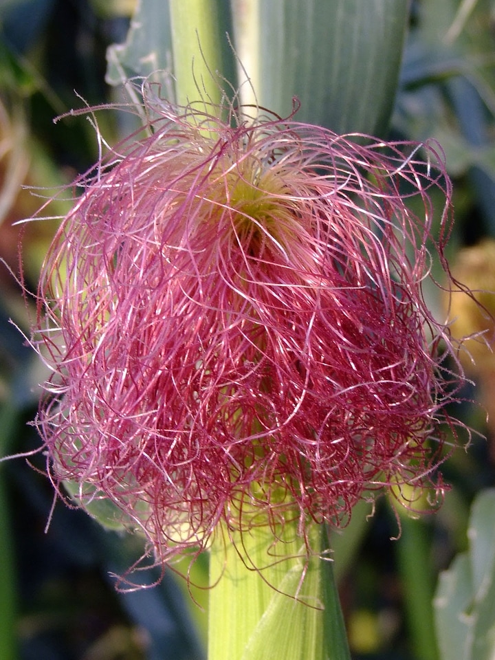 Pink terminal agriculture