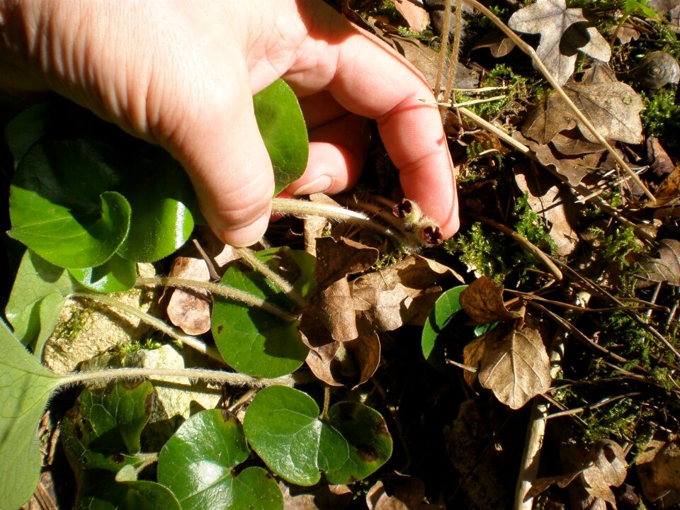 Hidden finger leaves