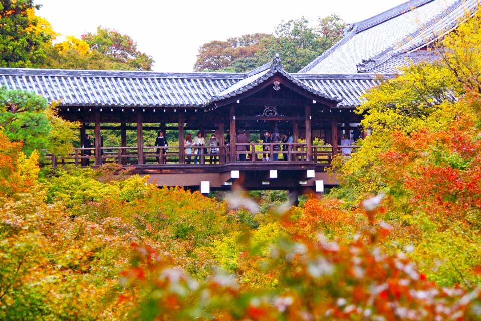 Scenery maple leaves colorful