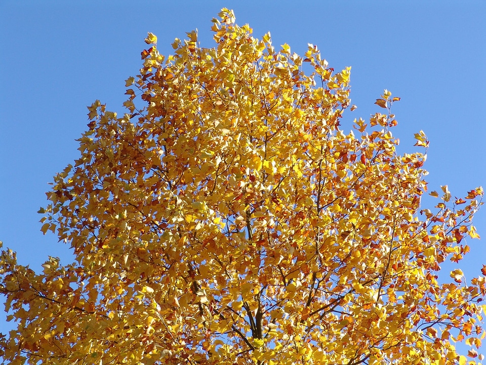 Fall foliage october forest
