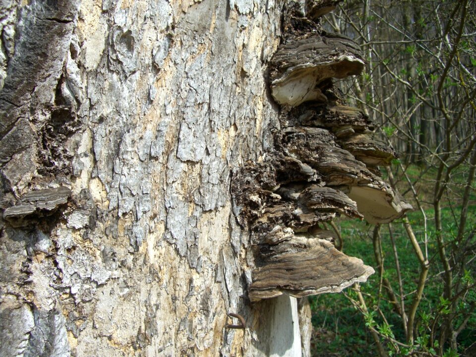 Tree fungus baumschwamm log