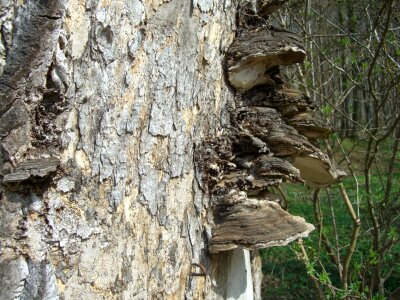 Tree fungus baumschwamm log photo