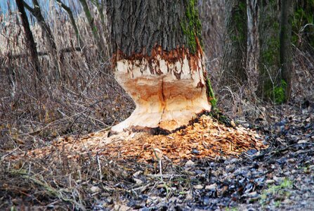 Beaver tree beaver eating inn photo