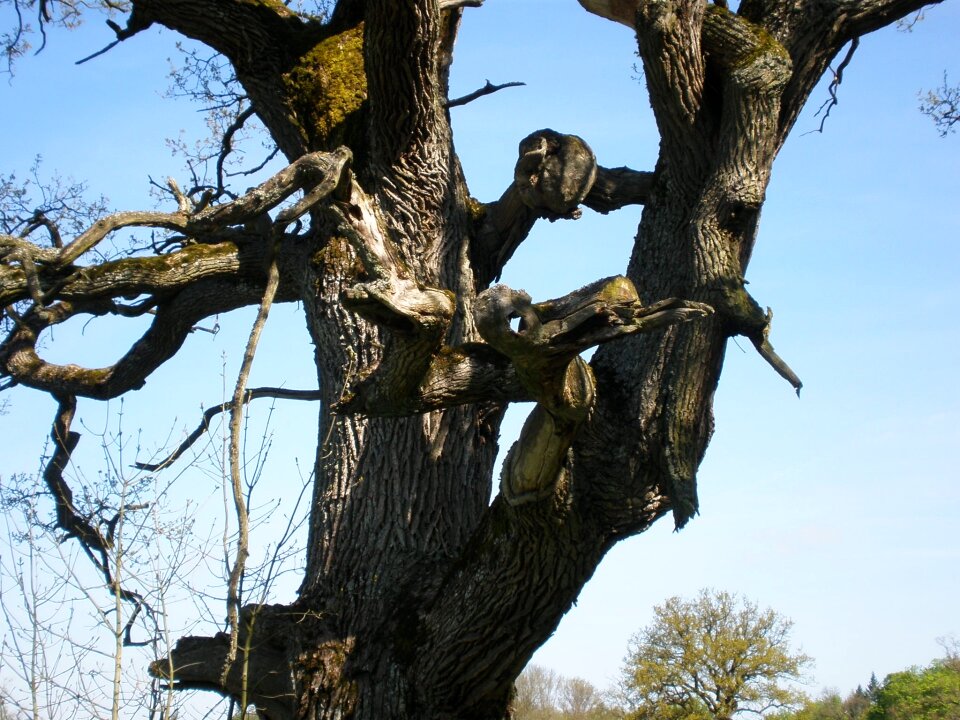 Bizzar tree tree faces
