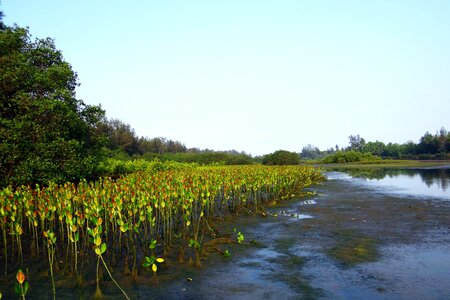 Creek tidal forest karwar