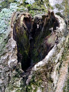 Wood hole heart