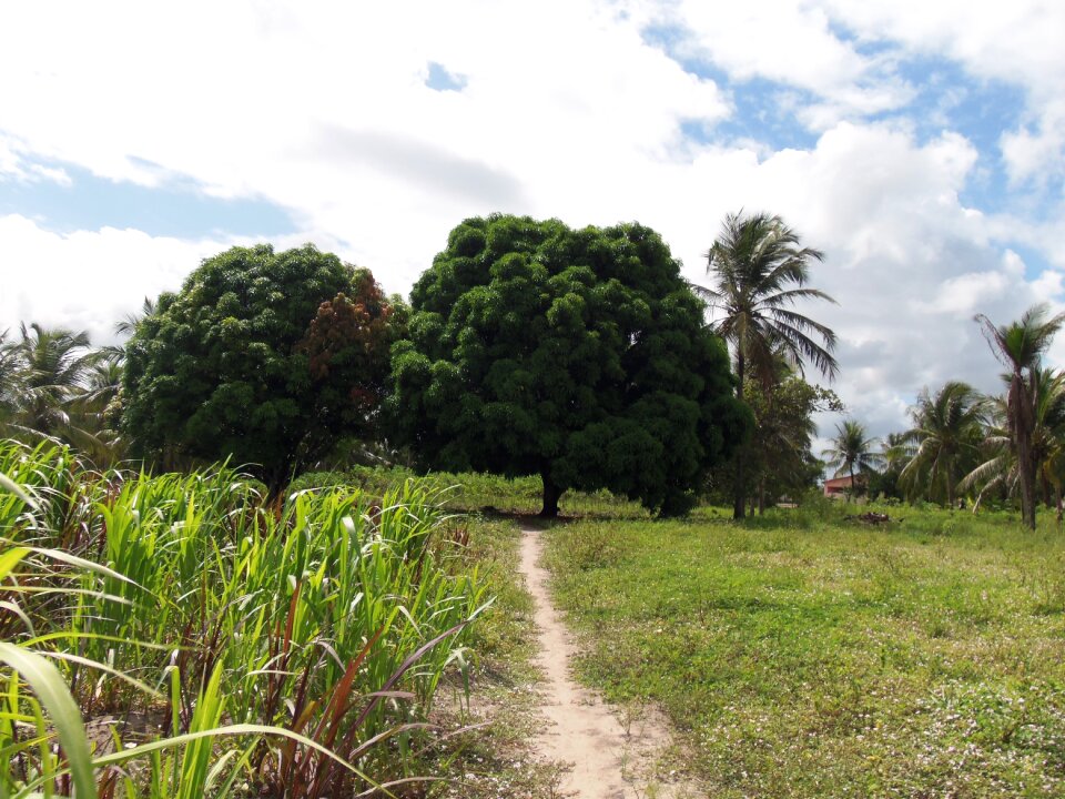 Place rio tinto atlantic forest