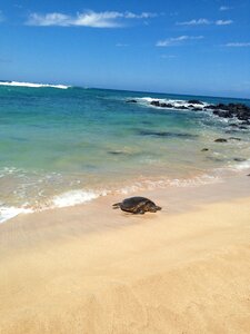 Turtle sea sand photo