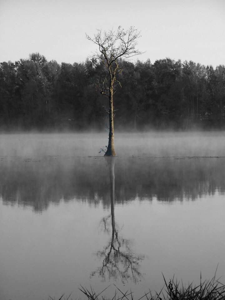 Tree swamp countryside