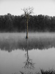 Tree swamp countryside photo