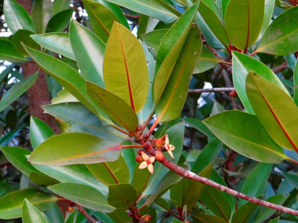 Flowers leaves karwar