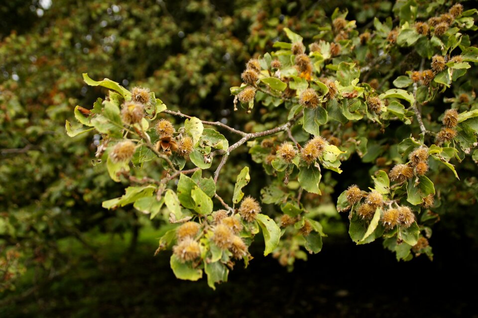 Beech nuts beech branch