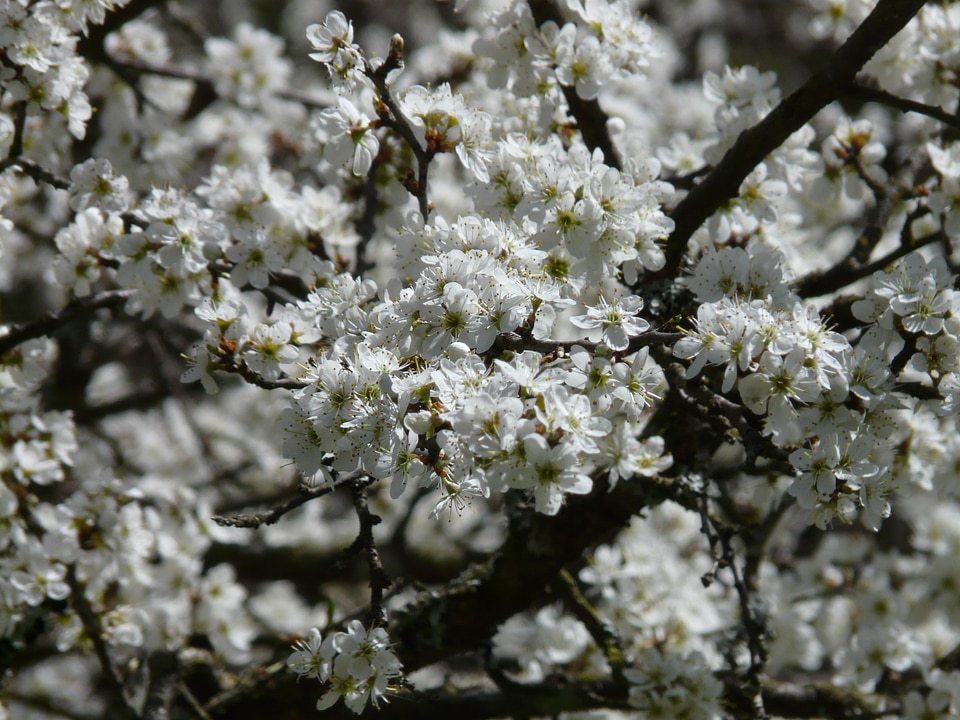 Schlehendorn schlehe heckendorn