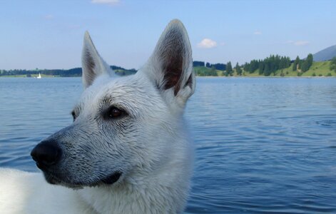 Lake dogs animal photo
