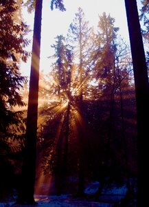 Critter pine nature