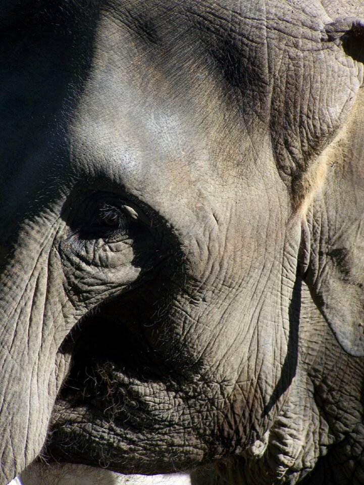 Close up animals zoo