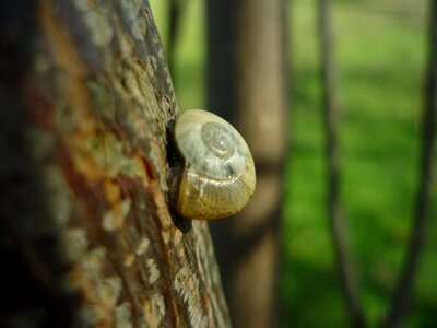 Molluscum shell spiral photo