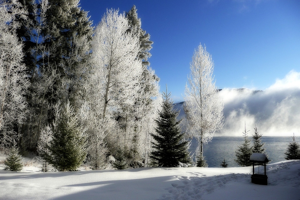 Snow ice trees