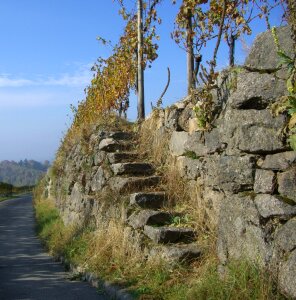 Rebstock wine stone