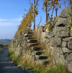 Rebstock wine stone photo