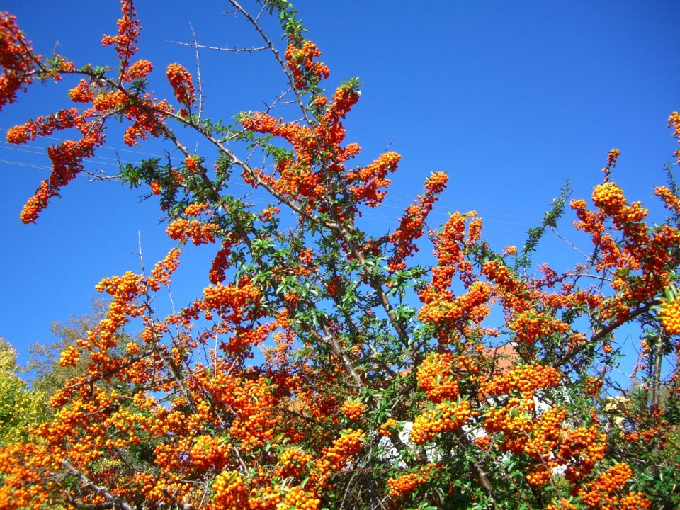 Fruits orange sky blue