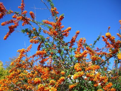Fruits orange sky blue