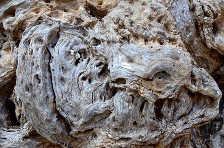 Drift wood root end grain
