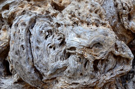 Drift wood root end grain photo