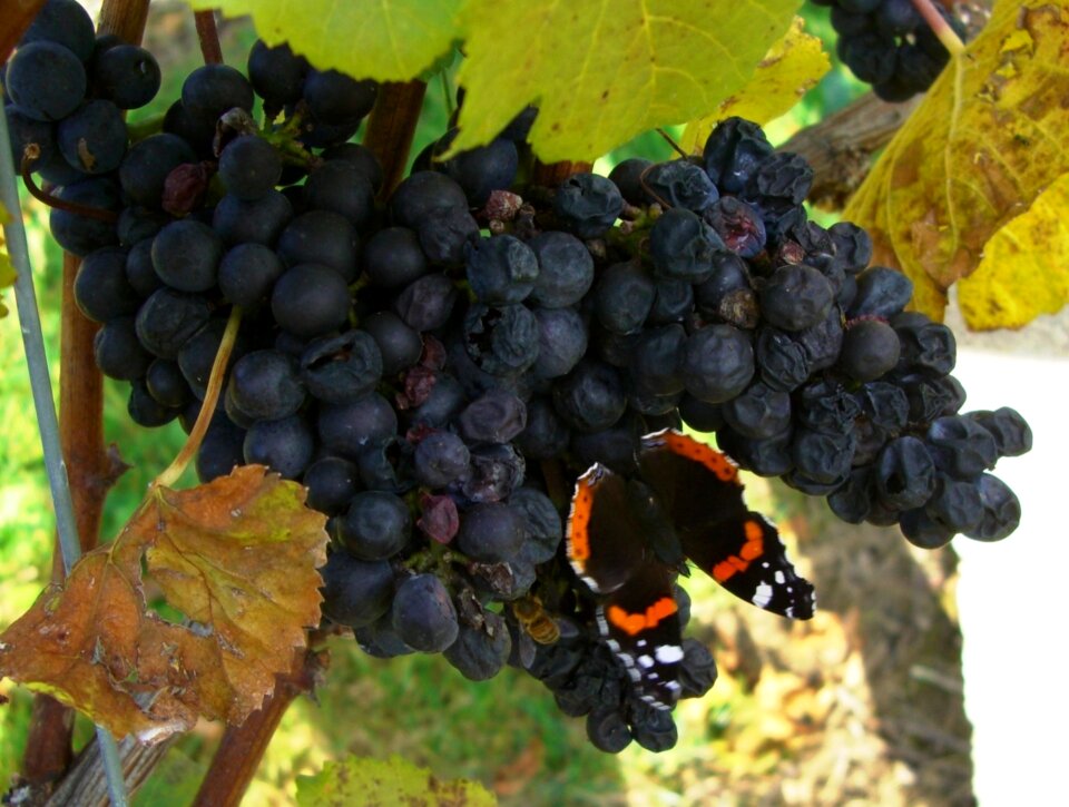 Vine butterfly admiral