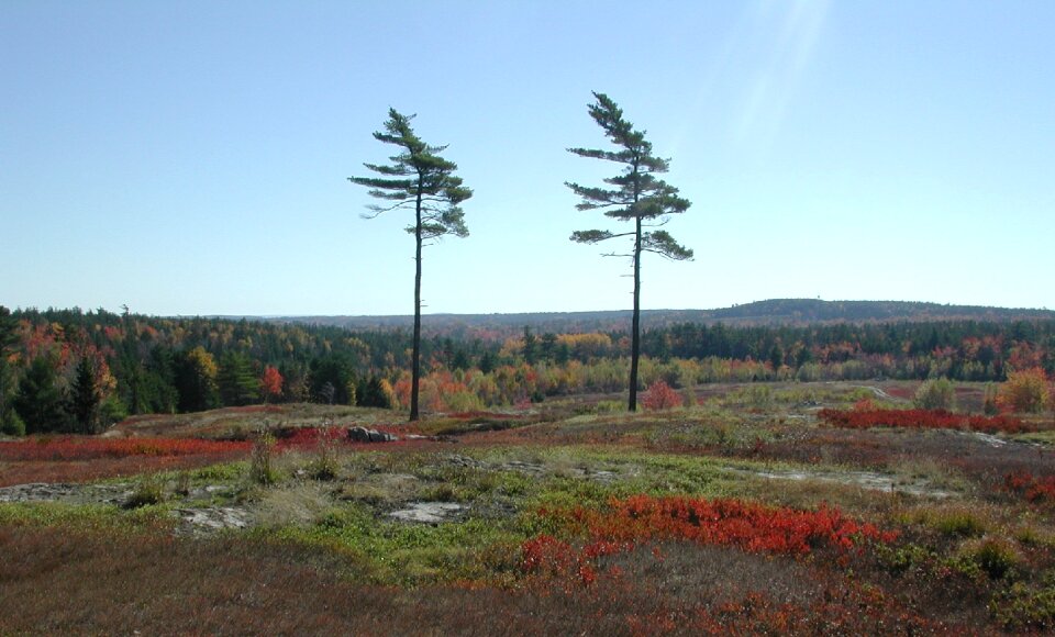 Lone trees nature fall