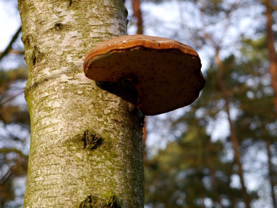 Tree mushroom mushrooms on tree photo