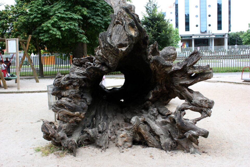 Tree trunk wood