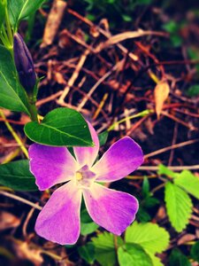 Nature garden lilac