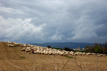 Sheep flock of sheep spain photo