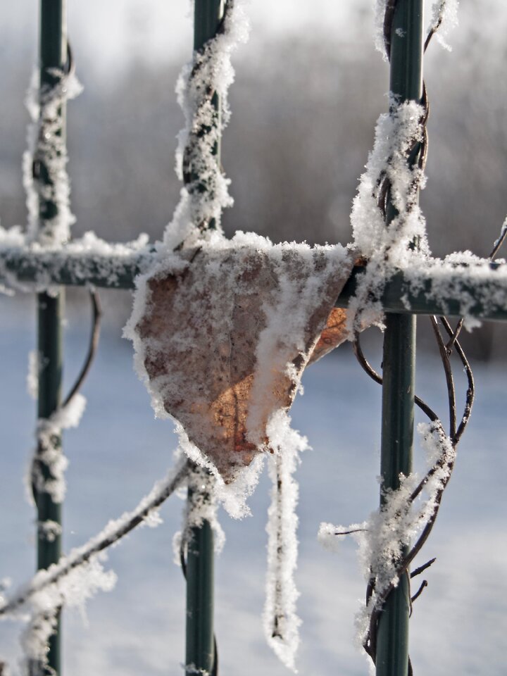 Leaf fence plants