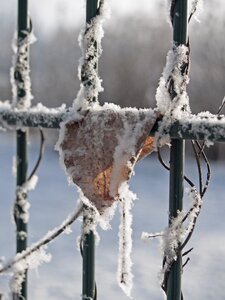 Leaf fence plants
