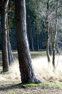 Fairy tale forest trees galgenvenn