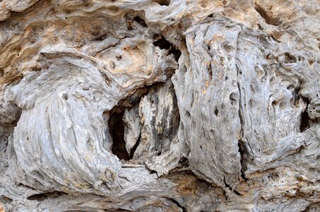 Beach wood root end grain
