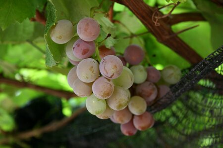 Grapes wine vine