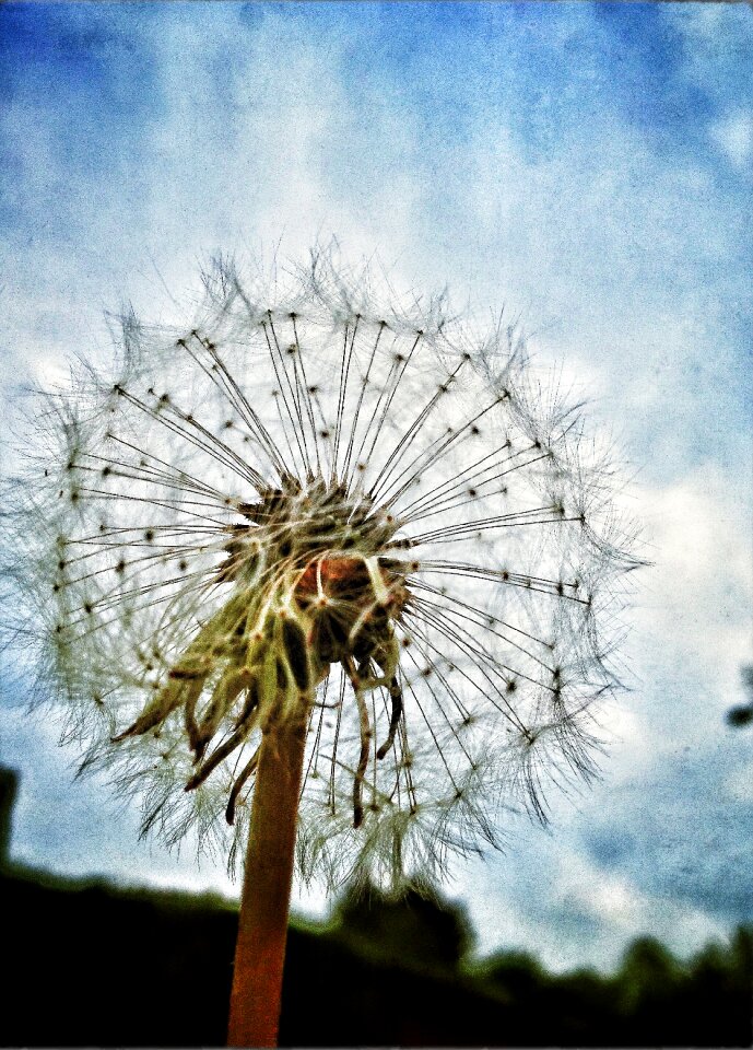 Dandelion nature flower